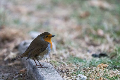 Close-up of bird perching on curb