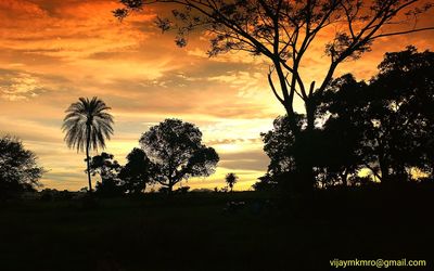 Silhouette trees on field against sky at sunset