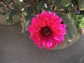 High angle view of pink flowering plant