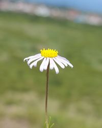 Close-up of white flowering plant