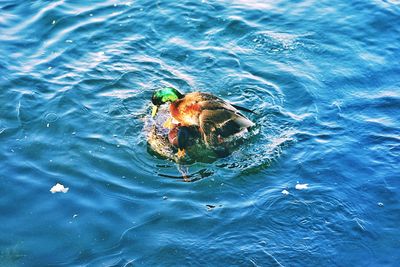 High angle view of crab swimming in sea