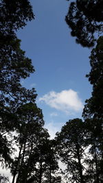 Low angle view of trees against sky