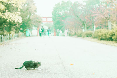 View of an animal on road