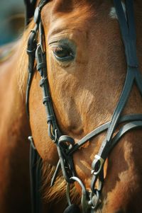 Close-up of horse