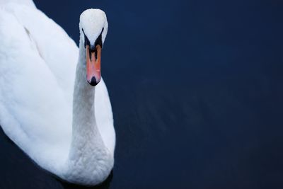 Close-up of swan swimming on lake