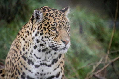 Close-up of a cat looking away