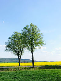 Tree on field against sky