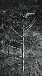 Full frame shot of bare trees in the forest