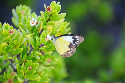 Close-up of butterfly perching on leaf
