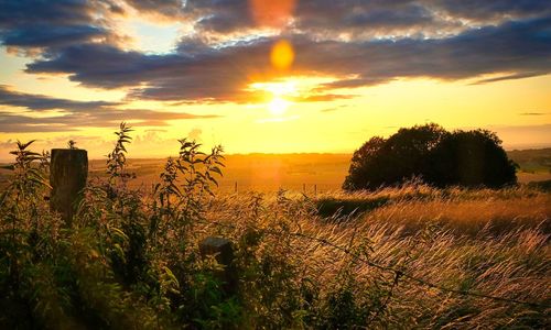 Plants growing on land against sky during sunset