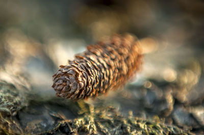 Close-up of dried plant on rock