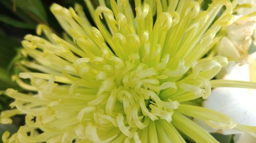 Close-up of chrysanthemum of plant