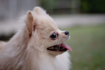 Close-up of a small light brown fluffy pomeranian dog looking away with smile