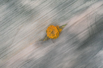 High angle view of yellow flower on wood