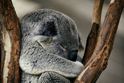 Koala sleepy in the trunk of a eucalyptus, brisbane