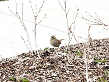 Bird perching on snow covered field