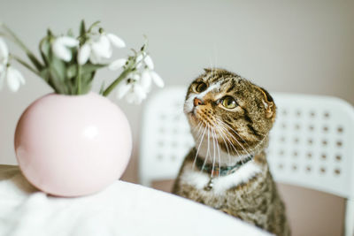 Close-up of a cat on table