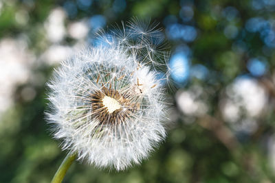 Close-up of dandelion flower