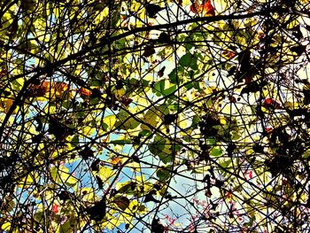 Low angle view of flower tree