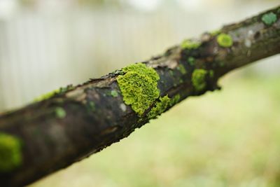 Close-up of leaves