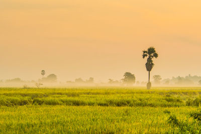 Scenic view of agricultural field against sky