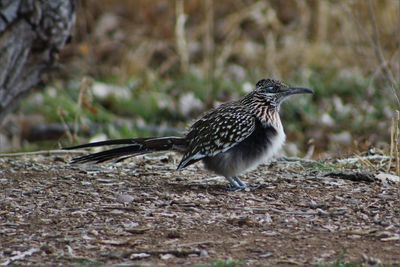 Close-up of a bird in forest