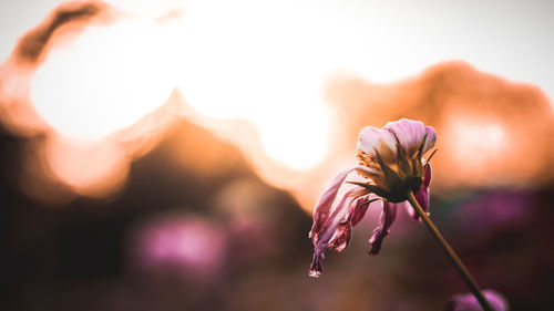 Close-up of wilted plant during sunset