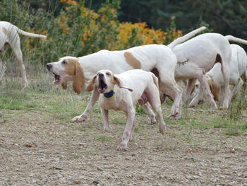 Pack of hunting dogs in france at work
