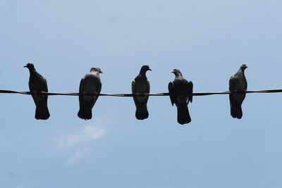 Low angle view of birds perching against clear sky