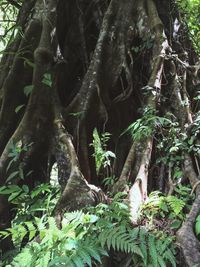 Low angle view of trees