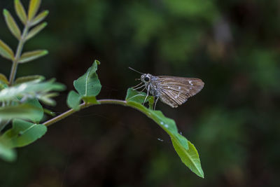 Butterfly on leaf