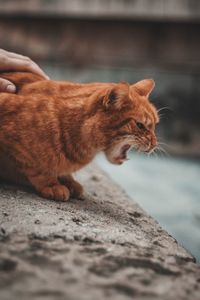 Cat relaxing on wall