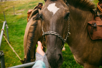 Low section of person feeding horse on field