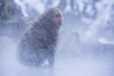 Monkey on snow