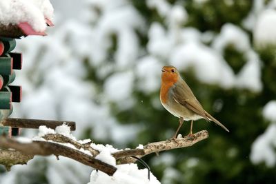 Close-up of bird perching on branch