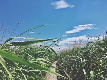 Close-up of grass on field against blue sky