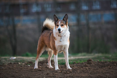 Portrait of dog standing on field