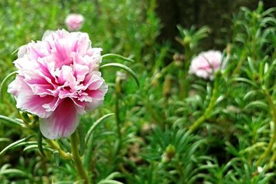 Close-up of pink flower