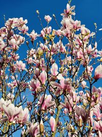 Low angle view of pink cherry blossoms in spring