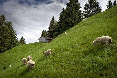 Cows grazing on field against sky