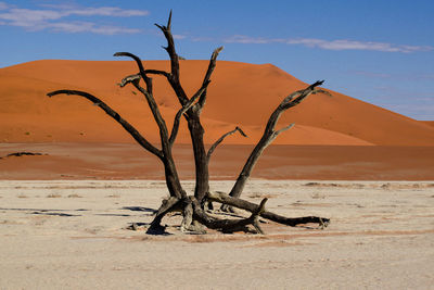Bare tree in desert