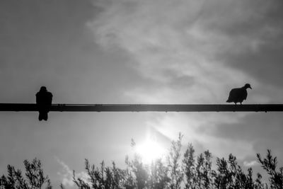 Low angle view of bird perching on a silhouette tree against sky