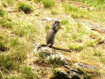 Squirrel on field