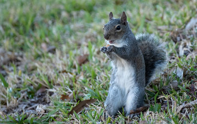 Squirrel on a field