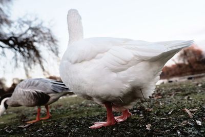 Close-up of birds