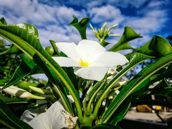 Close-up of flowers blooming against sky