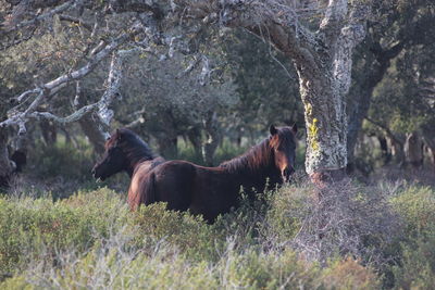 Horses in a forest in sardinia 