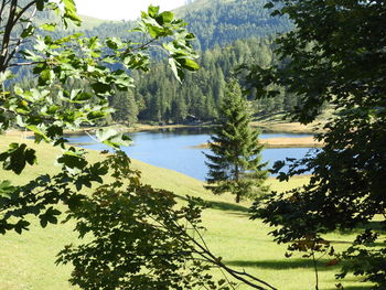 Scenic view of lake against trees