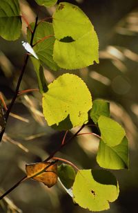 Close-up of yellow leaves on plant