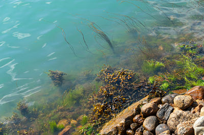 High angle view of rocks by lake